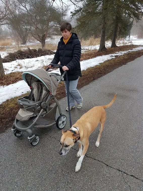 How to train your dog to walk with a stroller