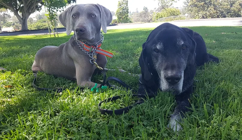 Two good boys Remy and Ace