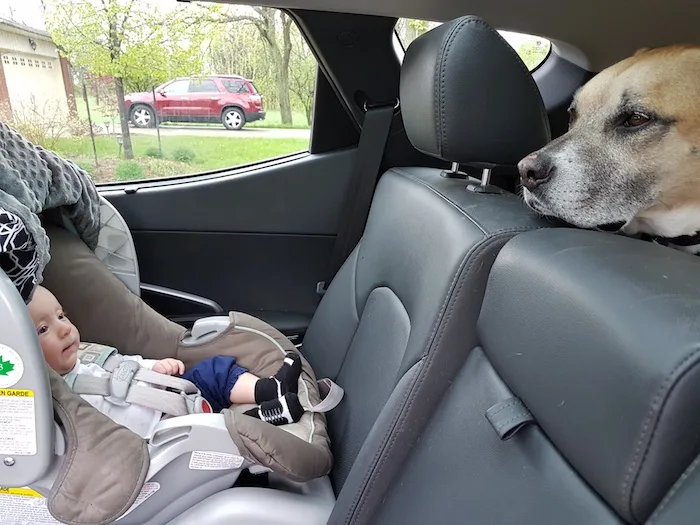 Car rides with your dog and baby