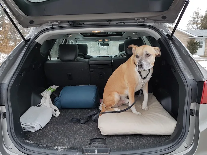 Preparing your dog for car rides with baby jpg