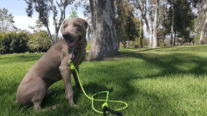 Mighty Paw rope leash