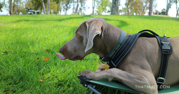 My weimaraner dog working on the place command