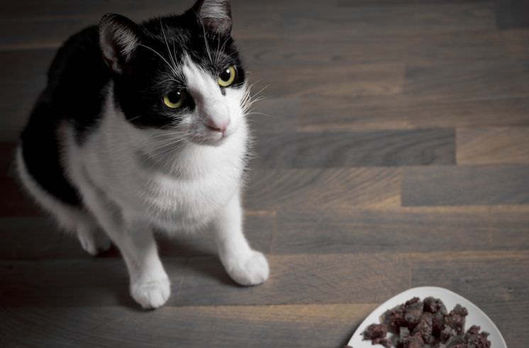 Which food is best for cats