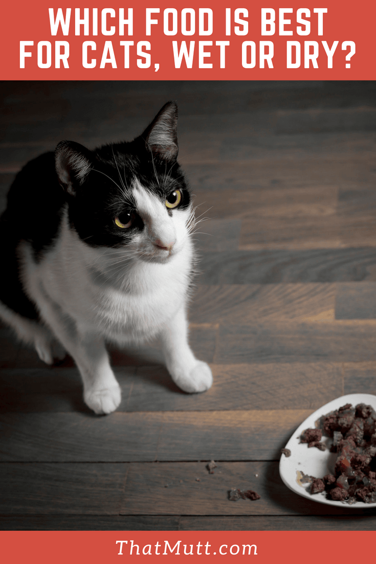 Which food is best for cats