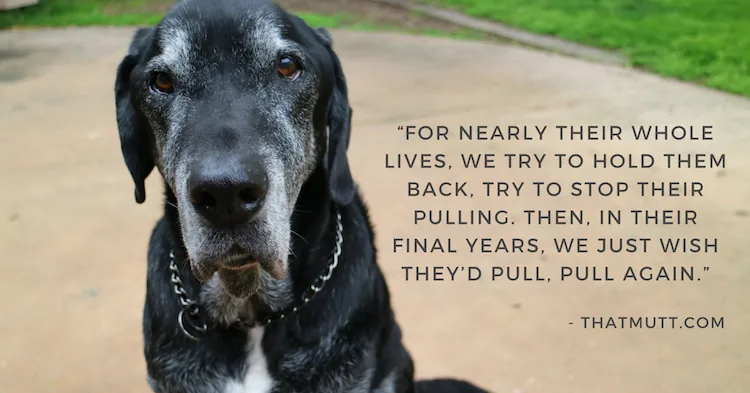 A quote with my black Lab mix Ace