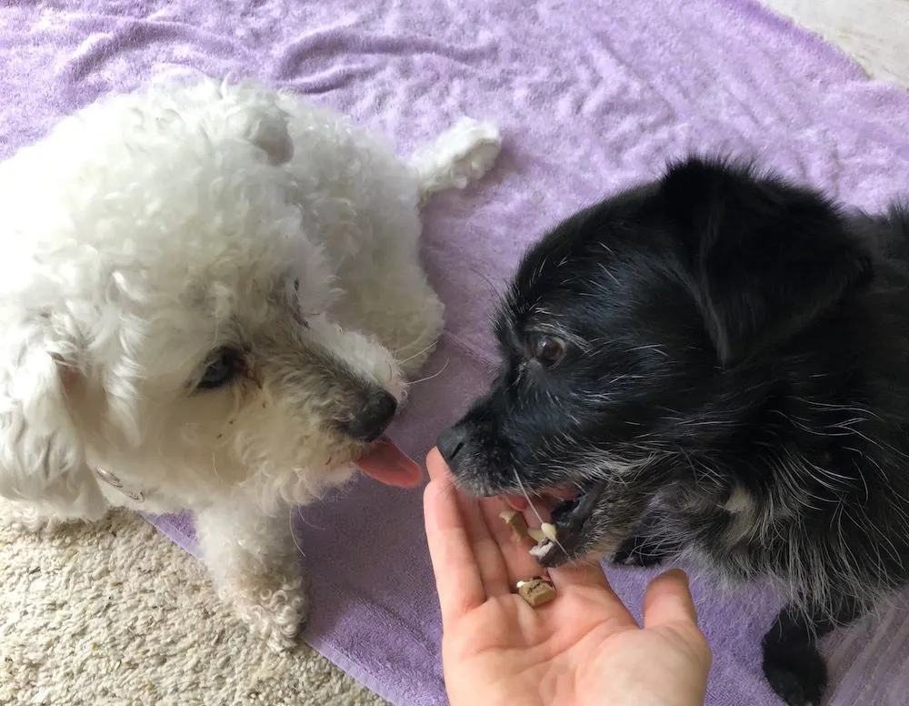Bison liver treats for dogs from Ageless Paws