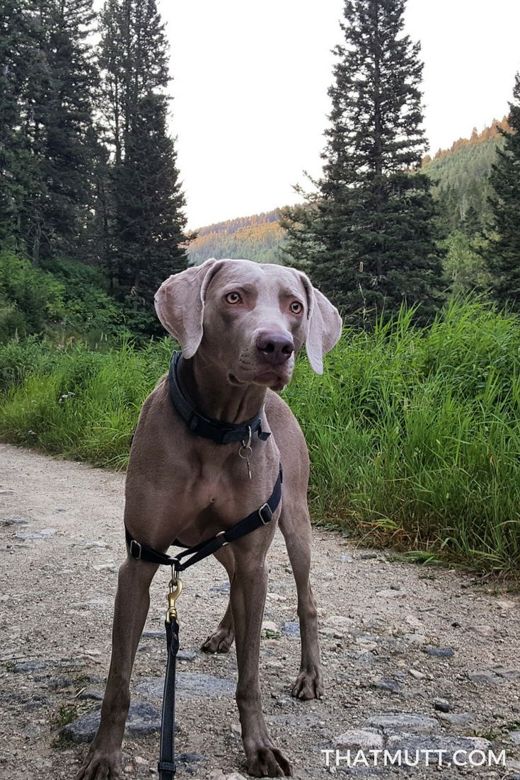 My weimaraner Remy hiking in Montana