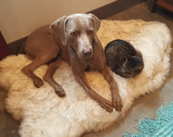 My dog Remy and my cat Scout