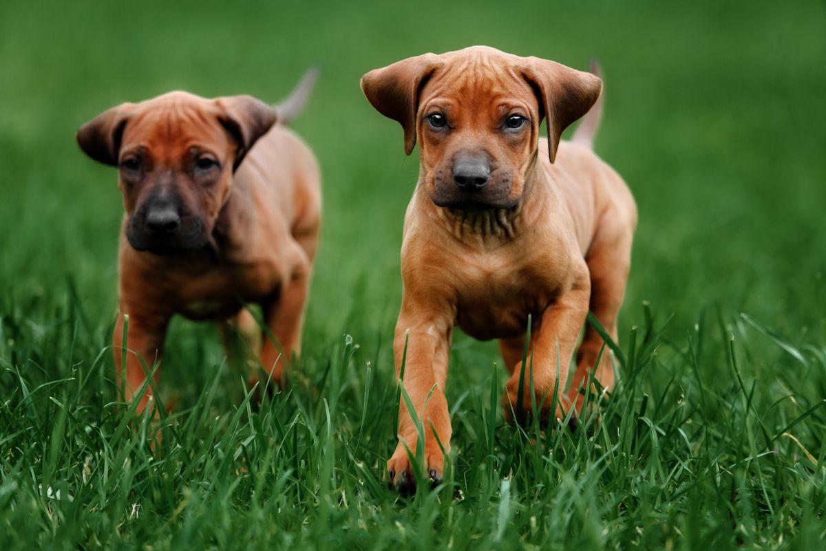 Two puppies running in the grass