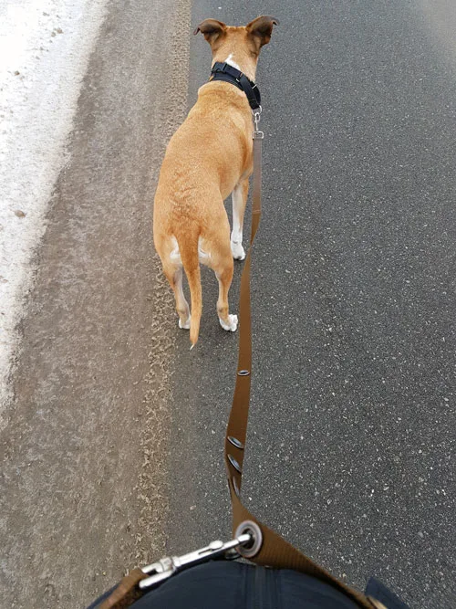 Walking a dog with a waist leash