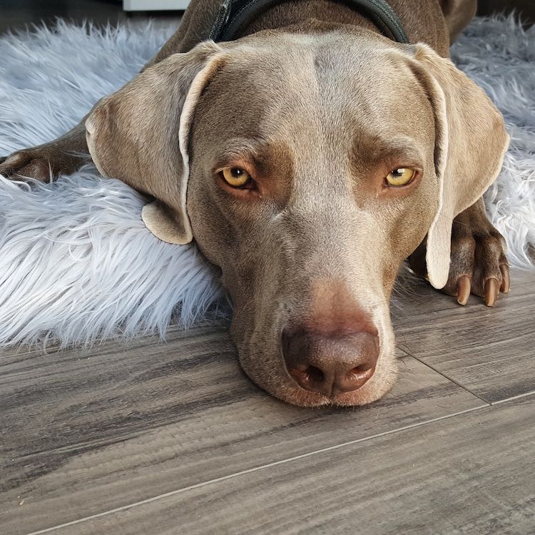 Remy our weimaraner - how to increase your dog's impulse control