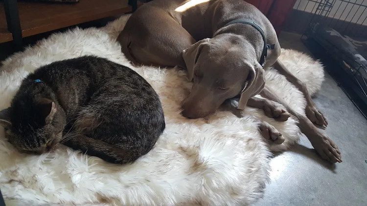 My cat Scout and dog Remy