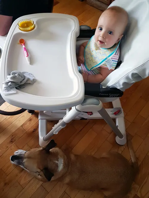 Baxter sitting under the baby's highchair