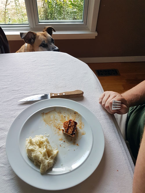 Baxter begging at the table - How to stop your dog's begging
