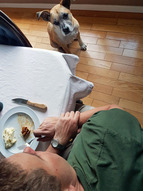 Baxter begging at the table - How to stop your dog's begging