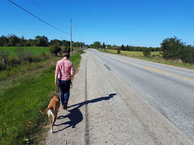 Baxter in the "over" position while walking on the road