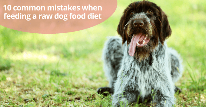 Mistakes when feeding a raw dog food diet