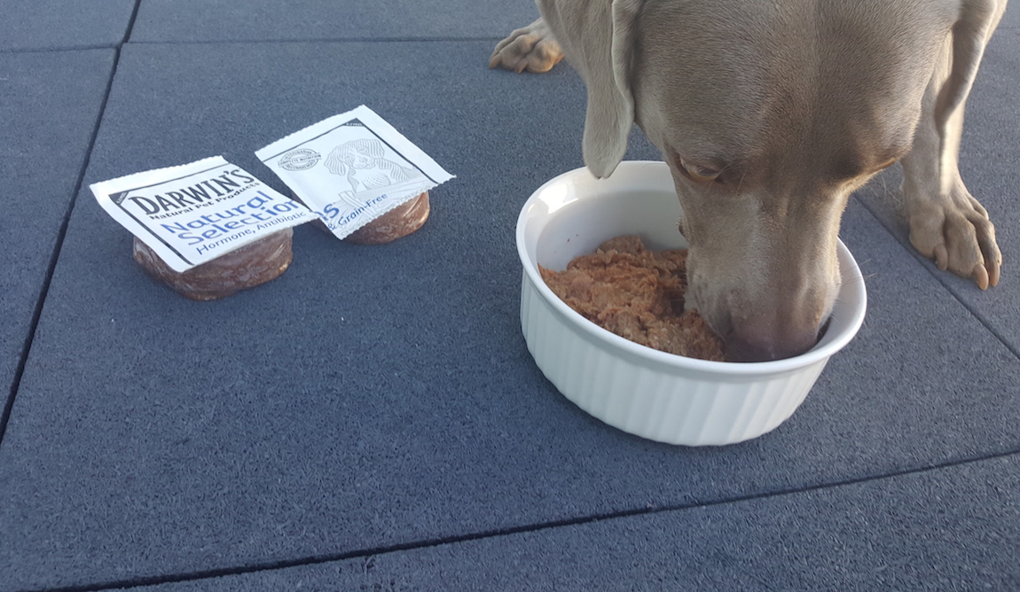 Darwin's Raw Dog Food Review Frozen Raw Dog Food Delivered