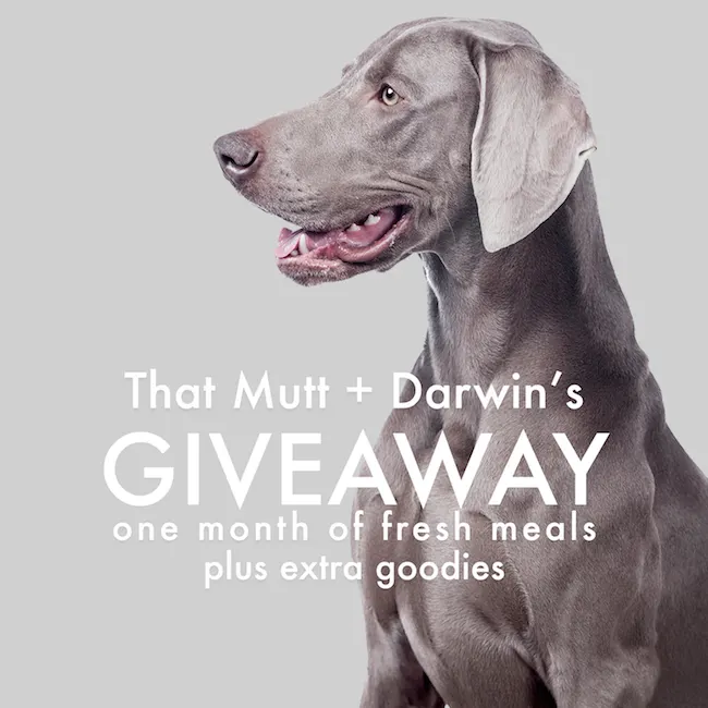 Darwin's raw dog food giveaway