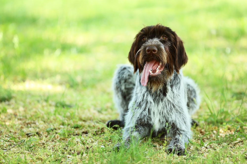 Wirehaired pointer in the grass