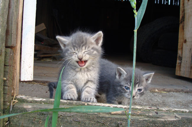 Kittens in the barn
