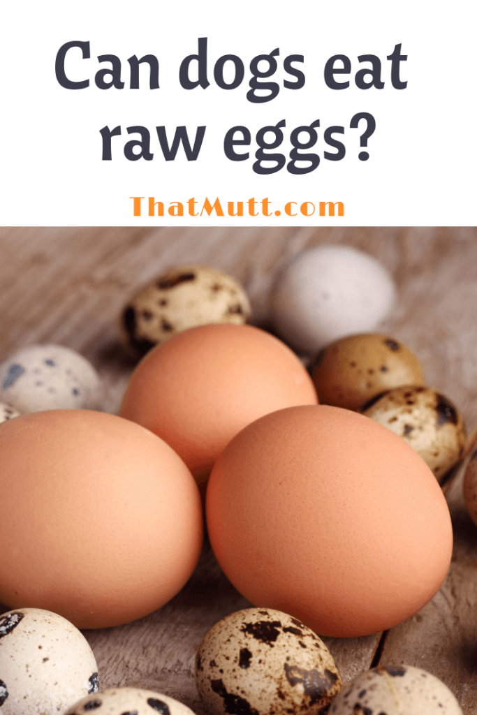Can dogs eat raw eggs?