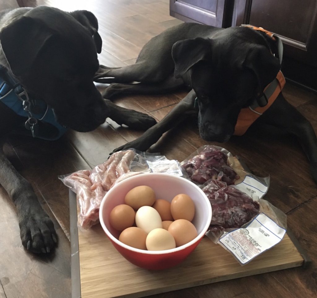 Missy and Buzz with their eggs