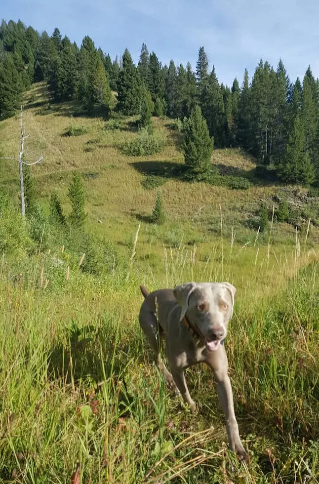 My dog Remy running on the trails