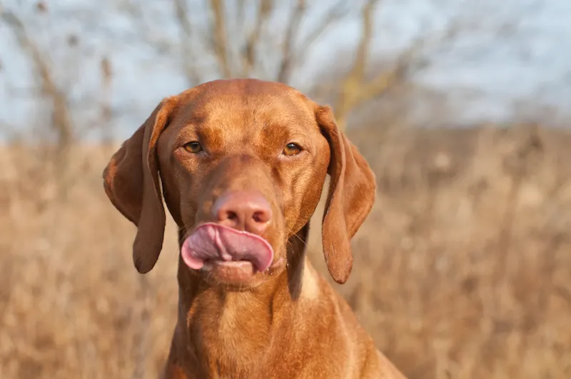 Hungarian Vizsla Dog Licking Her Lips