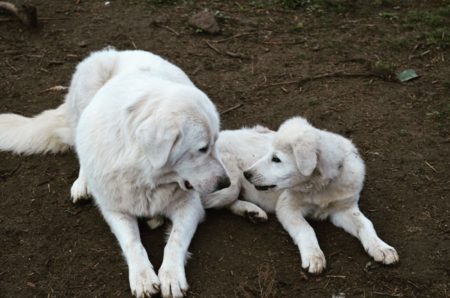 Adult and puppy Maremma Sheepdogs