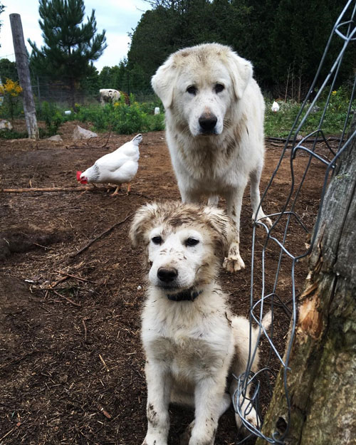Livestock guardian dog and puppy with a chicken