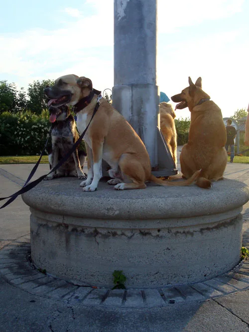 Dogs sitting on a pedestal during training class