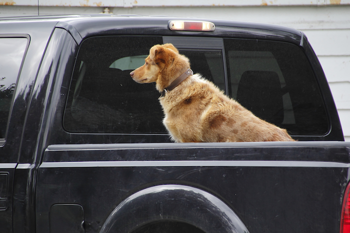 Dog riding in the back of a pickup truck