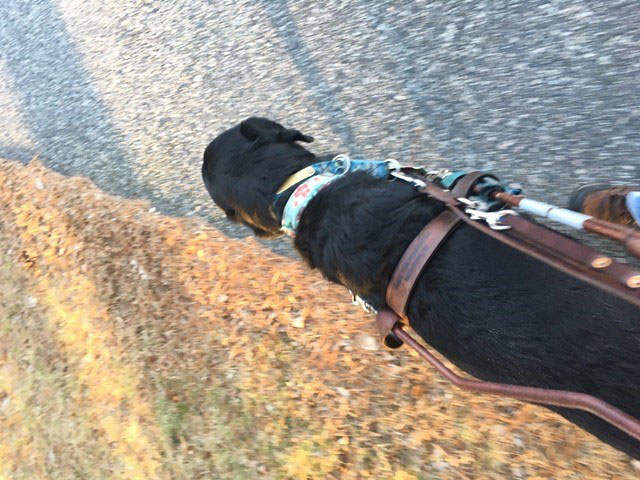 Guide dog Tom, a black lab x golden retriever, guides his handler down the side walk