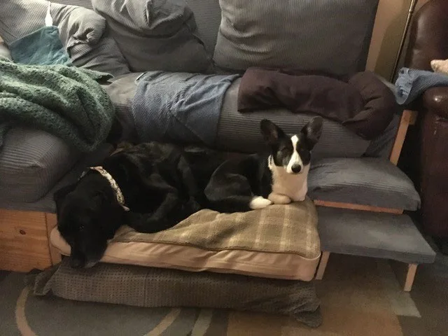Guide dog Tom and the black and white Corgi, Zora, lie together on a dog bed