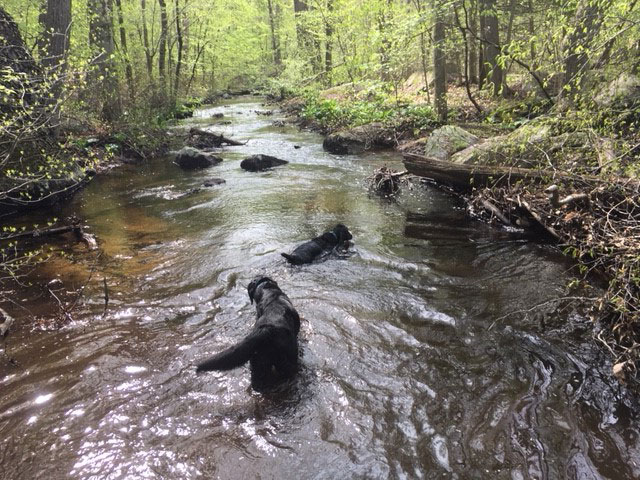 Tom and his black lab friend wade in the creek on a spring day