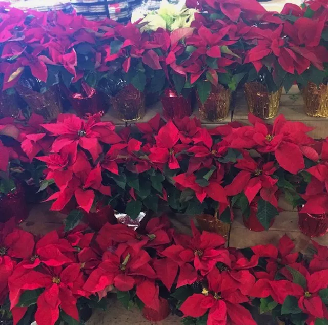 Poinsettias are toxic to dogs