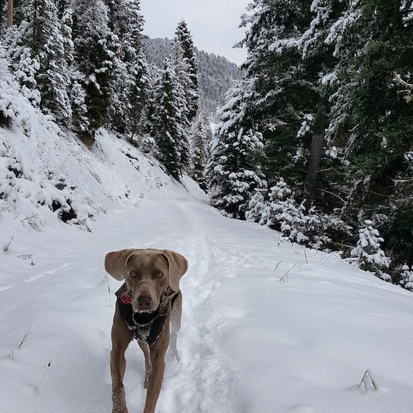 Remy the weimaraner hiking in the cold