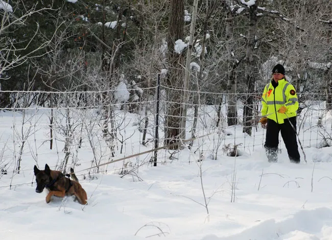 Susan Read and her Belgian Malinois search and rescue dog Zori search through snow