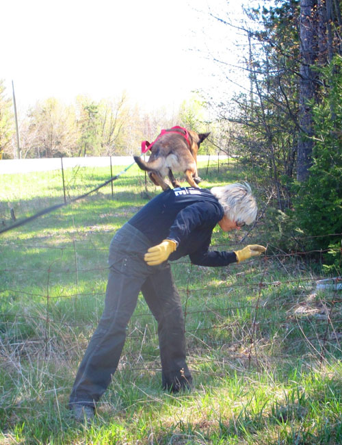 Belgian Malinois search and rescue dog Zori jumps from her handler Susan Read's back to get over a fence