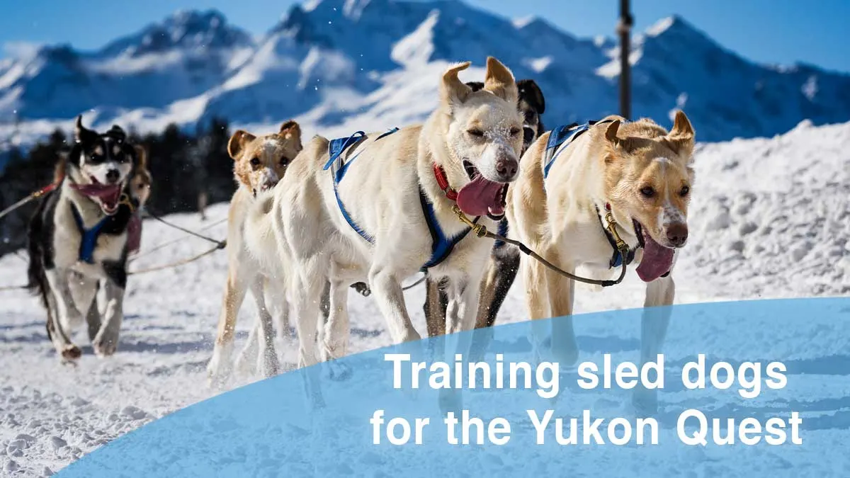 Training sled dogs