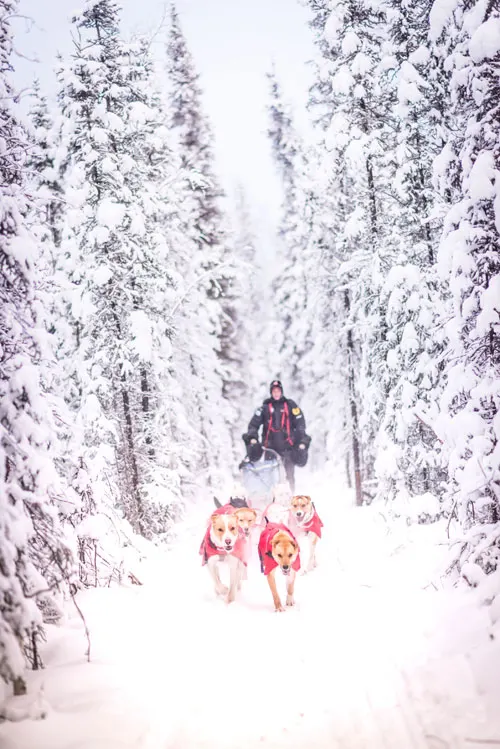 Alaskan Huskies pulling a dog sled through a forest