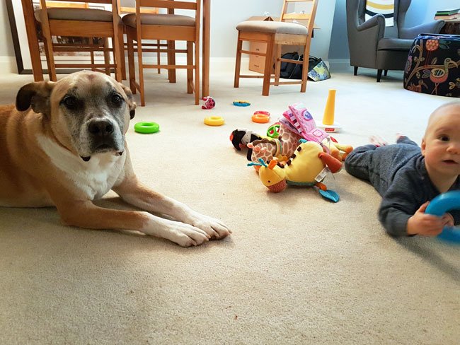 Dog laying beside a baby as she plays with her toys