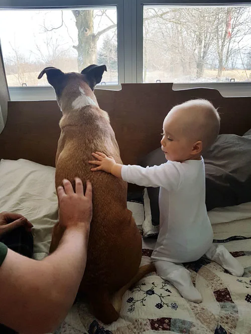 Baby petting a dog