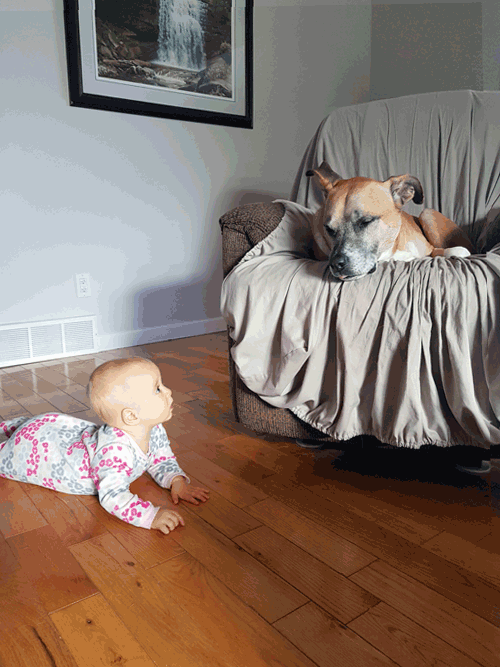 Dog reacting to a baby staring
