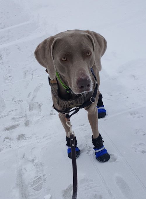 Remy with his Muttluks dog boots