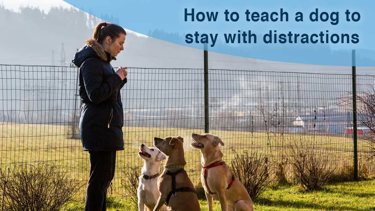 Teach a dog to stay with distractions