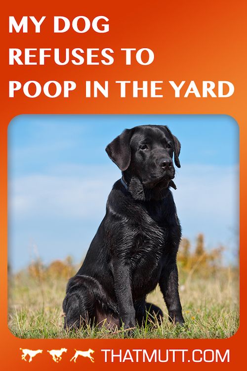 My dog refuses to poop in the yard
