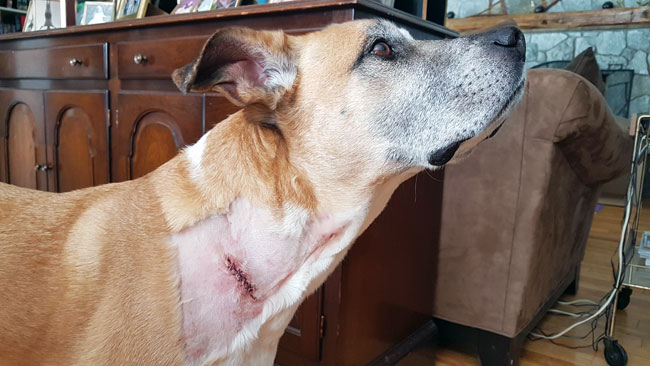 Dog with stitches in his neck