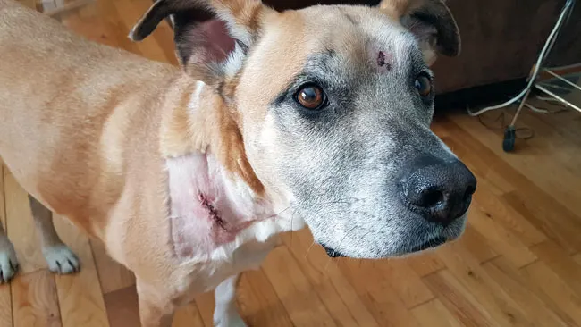 Dog with stitches in his neck